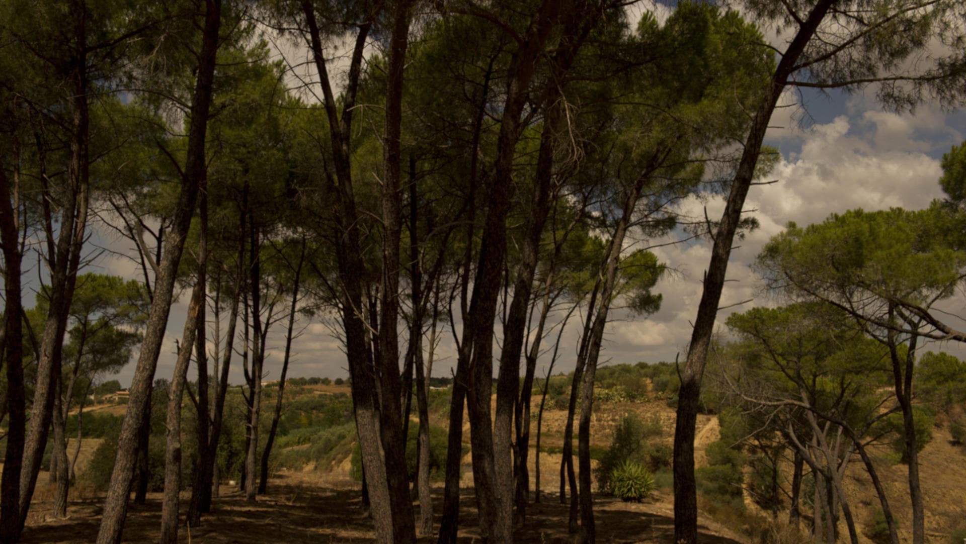 Feudi del Pisciotto, nature