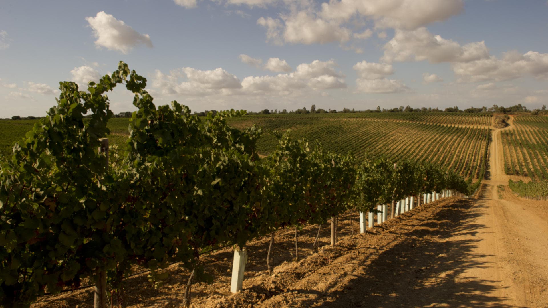 Feudi del Pisciotto, vineyard