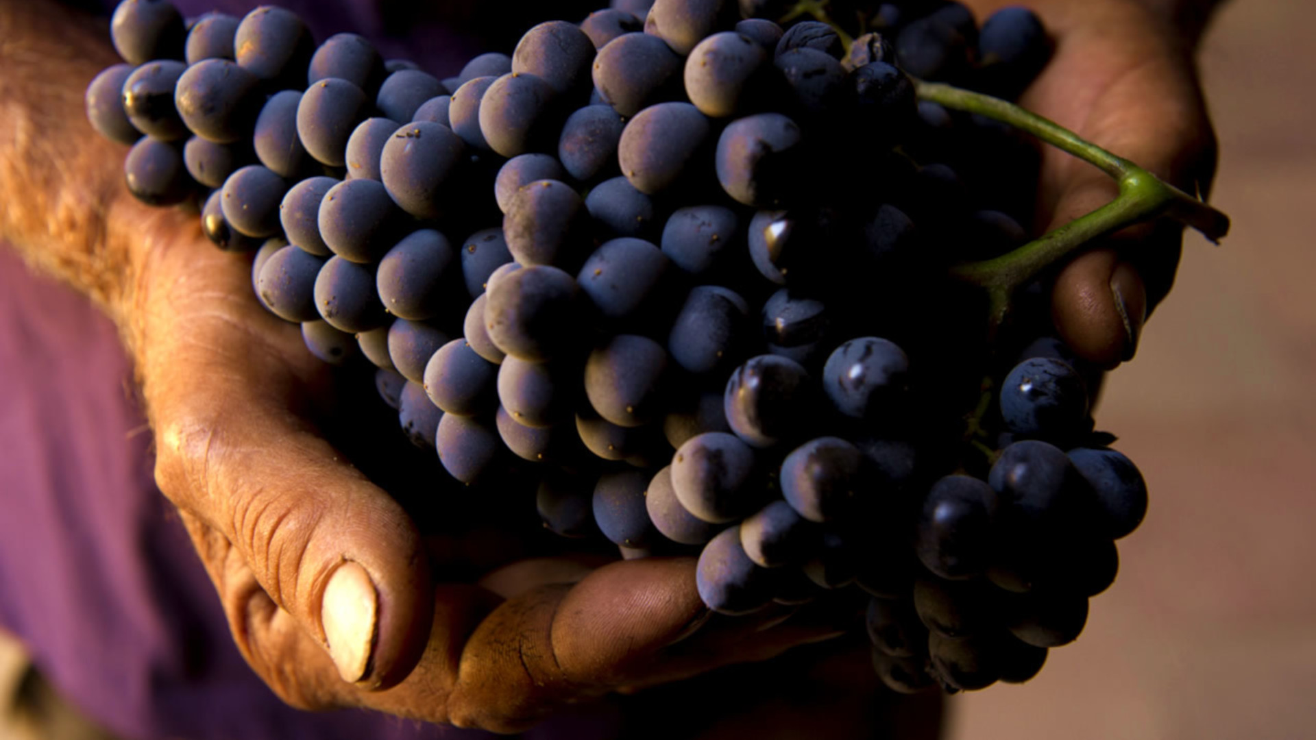 Feudi del Pisciotto, grapes