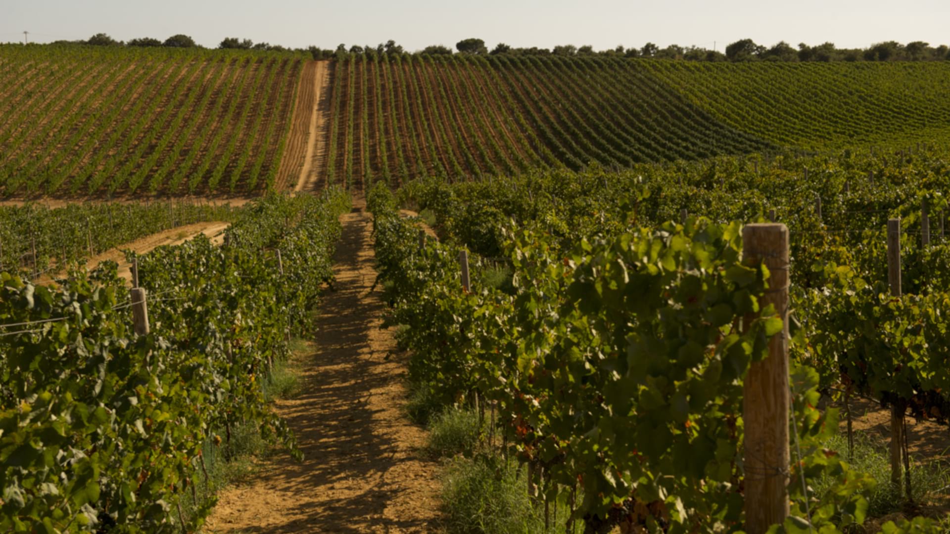 Vineyards Feudi del Pisciotto