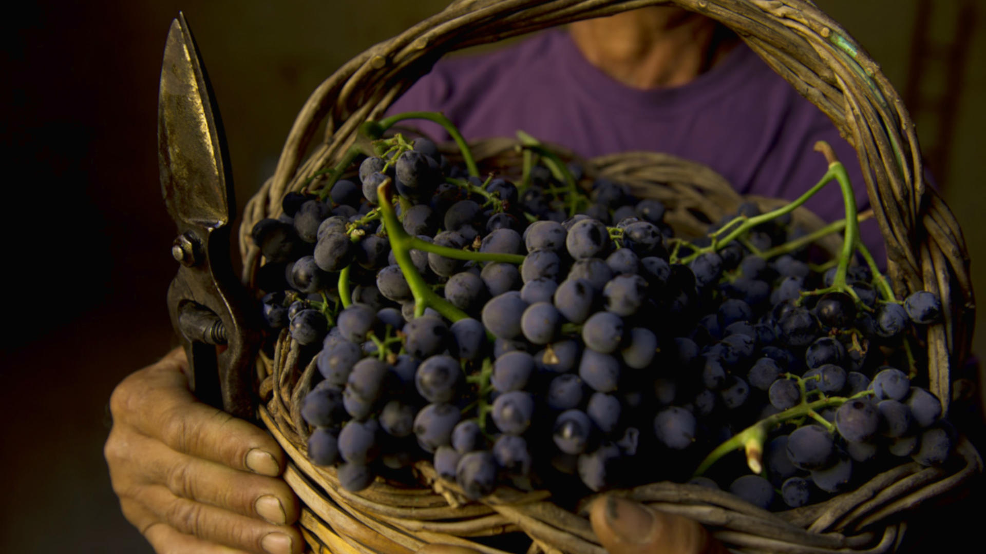 Feudi del Pisciotto, grapes